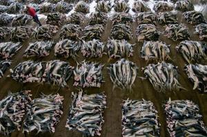 Sharks for sale in an EU port