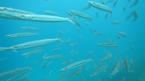 Reef fish in the Celebes Sea, a frequent target of dynamite fishing