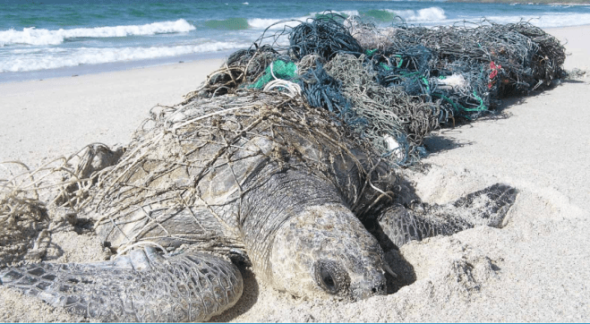 Turtle in ghost gear - Ghost Nets Australia